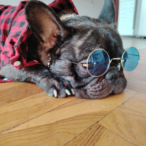 mister ozzy the dog best pet accessories