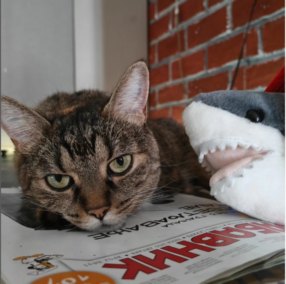 nemacka best pet accessories pet product reviews