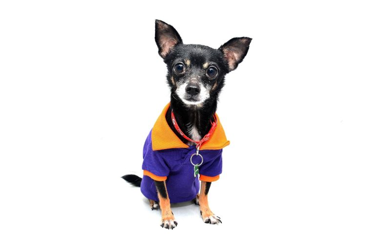 dog jacket