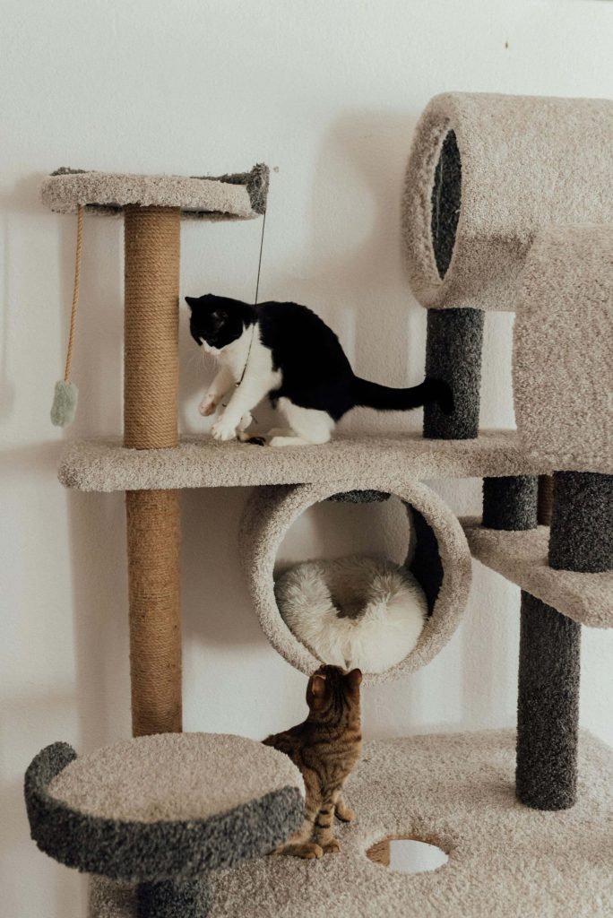 cat scratching post