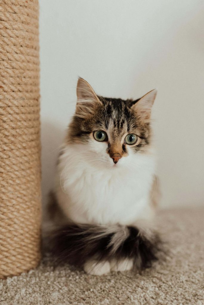 cat scratching post