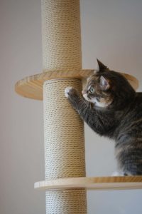 Best and Most Durable Cat Scratchers