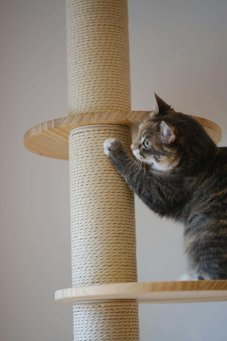 best cat scratching post