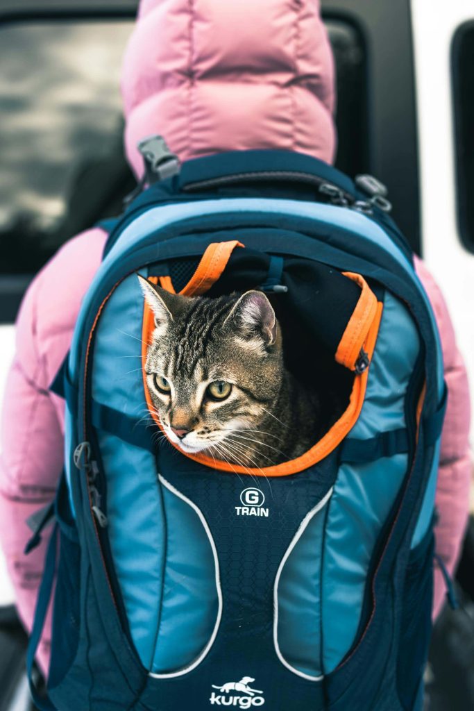 Cat Carrier
