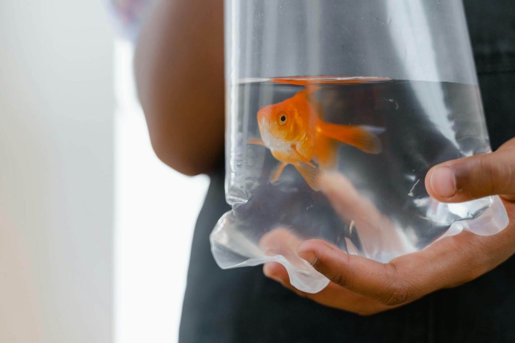 Aquarium Kits