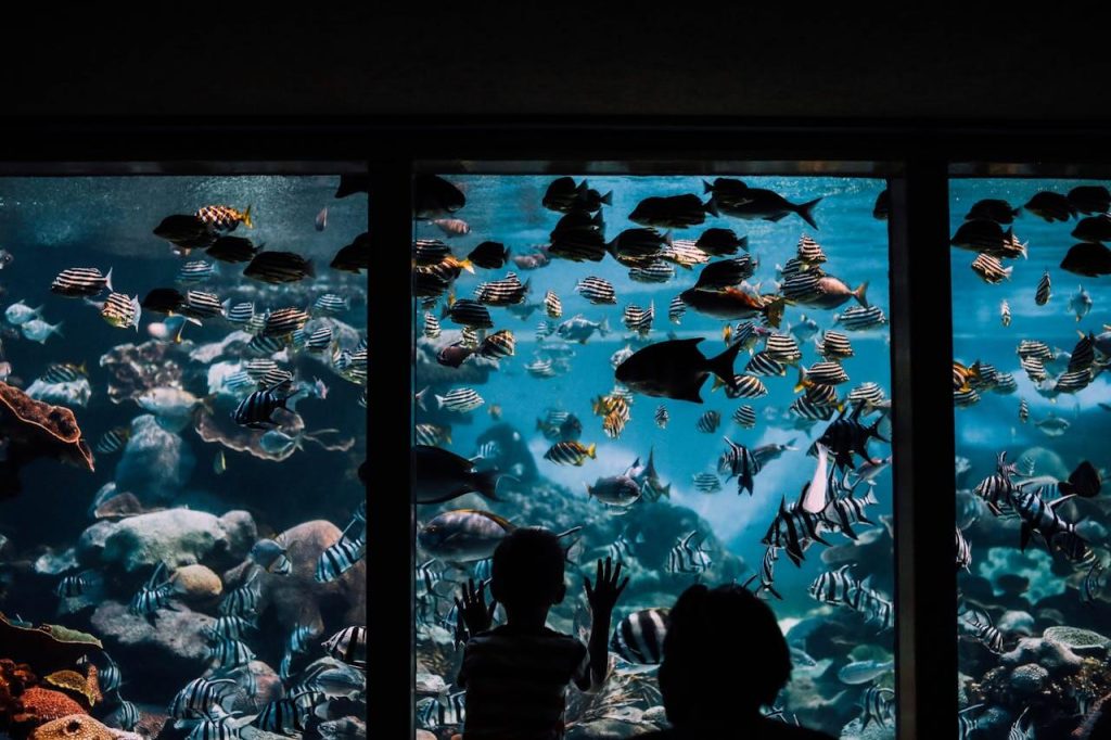 Aquarium Kits