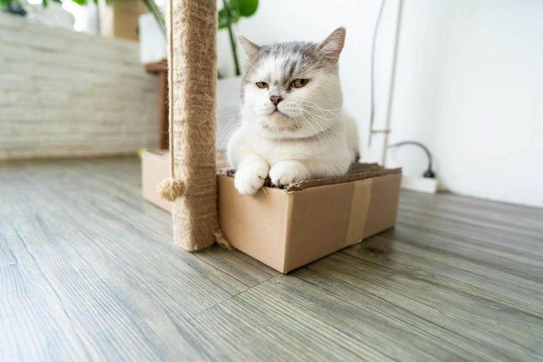 cat scratching post