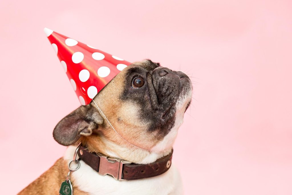 6 Most Gorges Dogs Hats…So Far!
