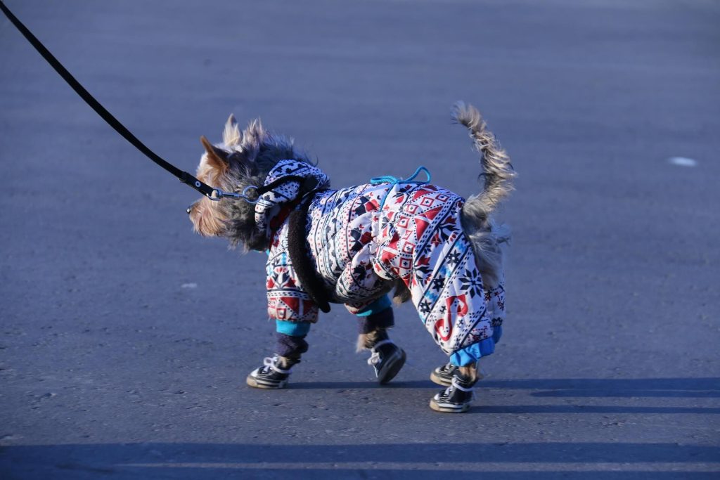 dog shoes