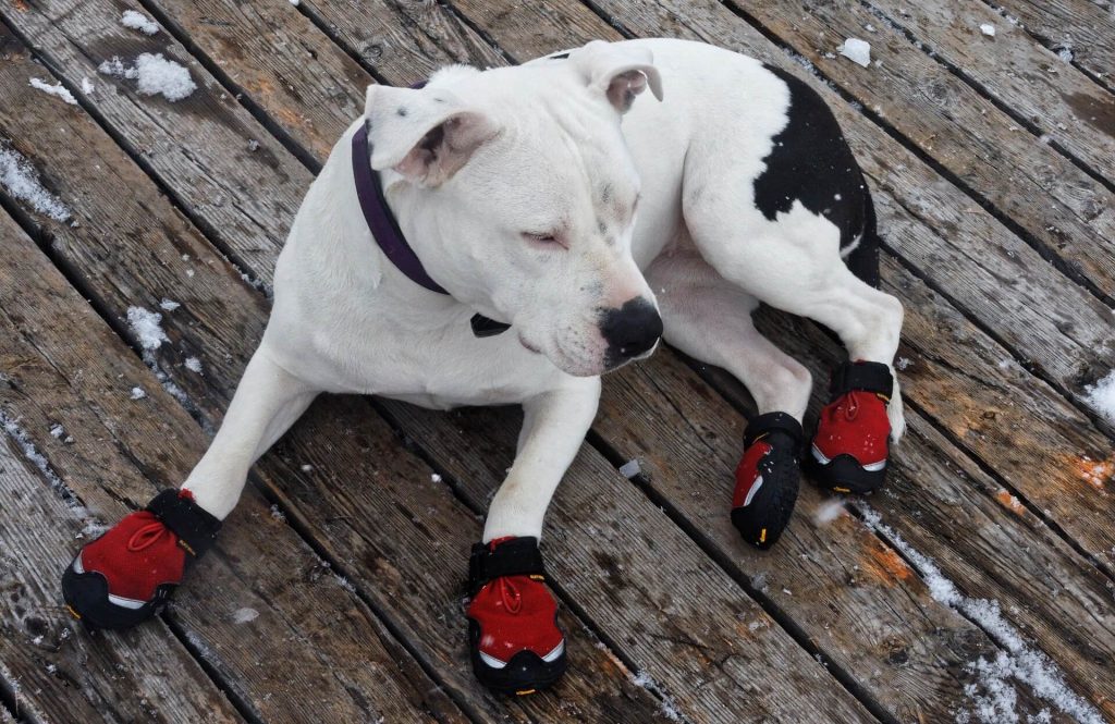 The Most Comfortable Shoes for Dogs to Wear This Season