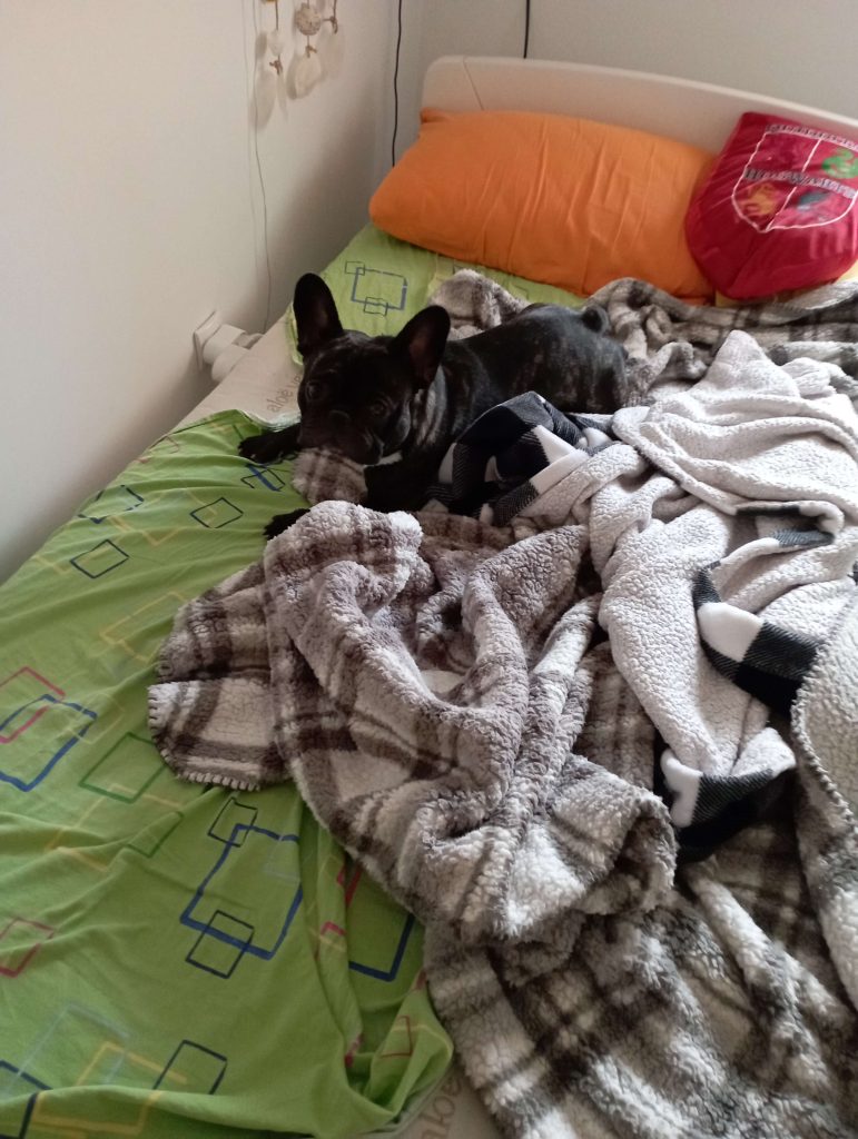French Bulldogs