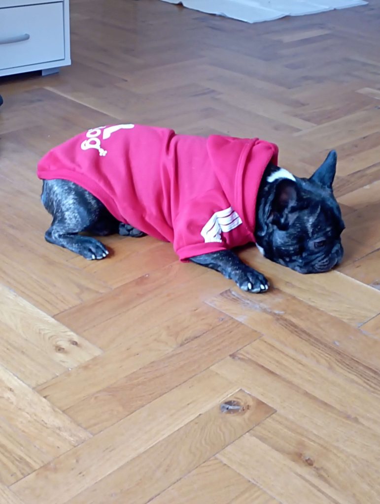 French Bulldogs