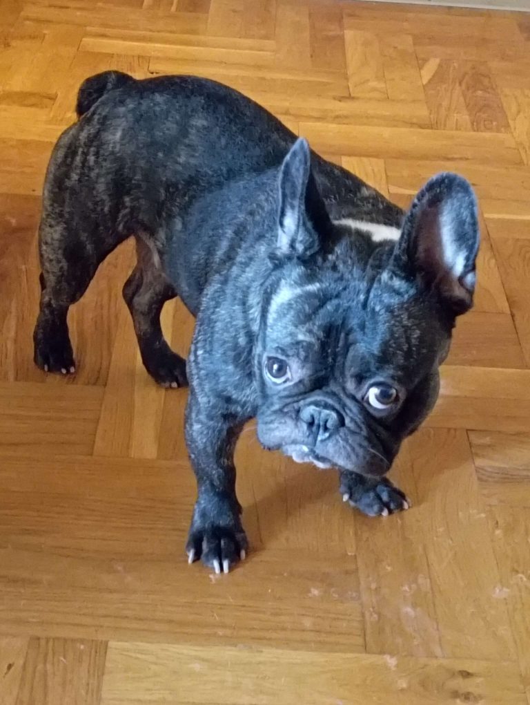 French Bulldogs Frenchie got mad because it is not the way he wanted to be