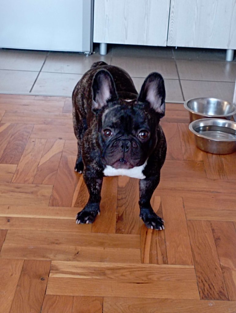 Frenchie with confusion in its eyes makes him so adorable