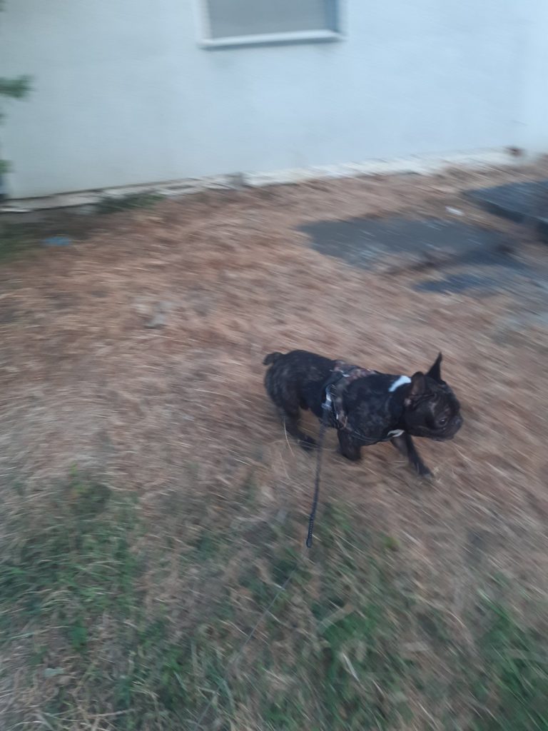 ozzy outside