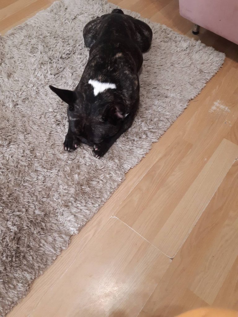 sad fench bulldog