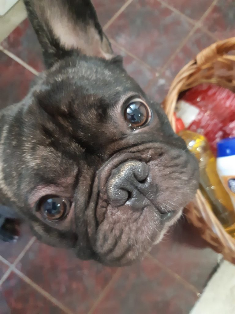 ozzy