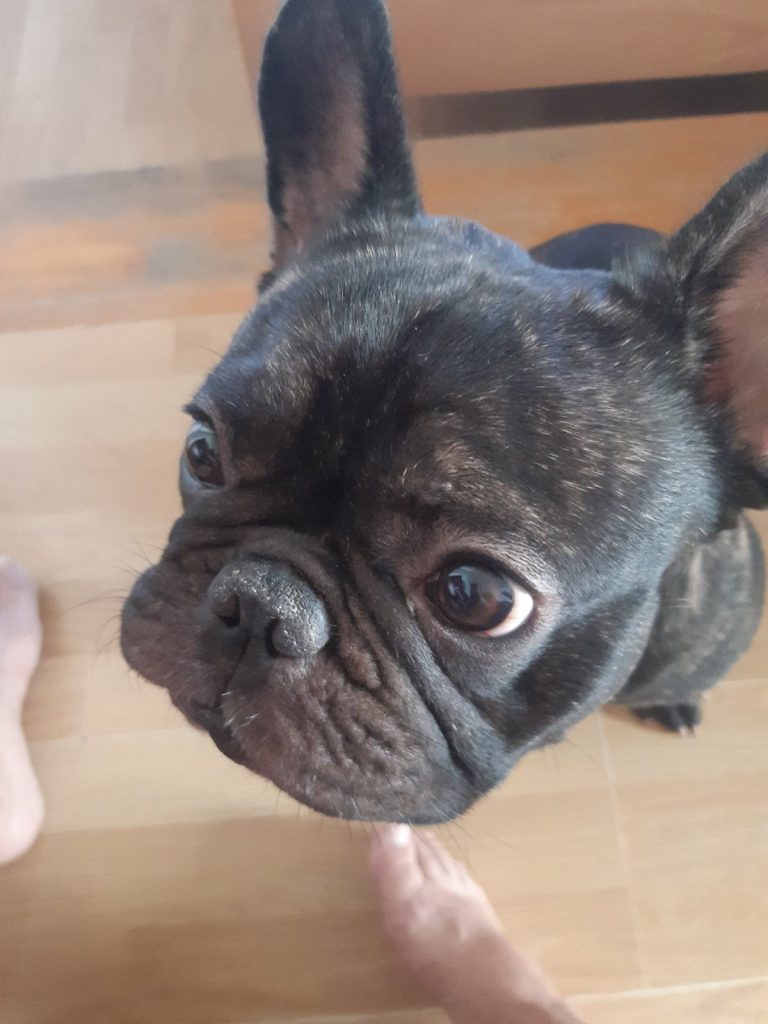 ozzy curious