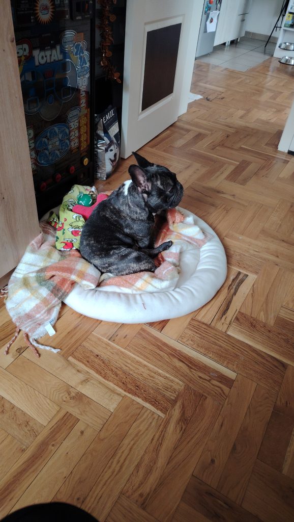 ozzy on his bed