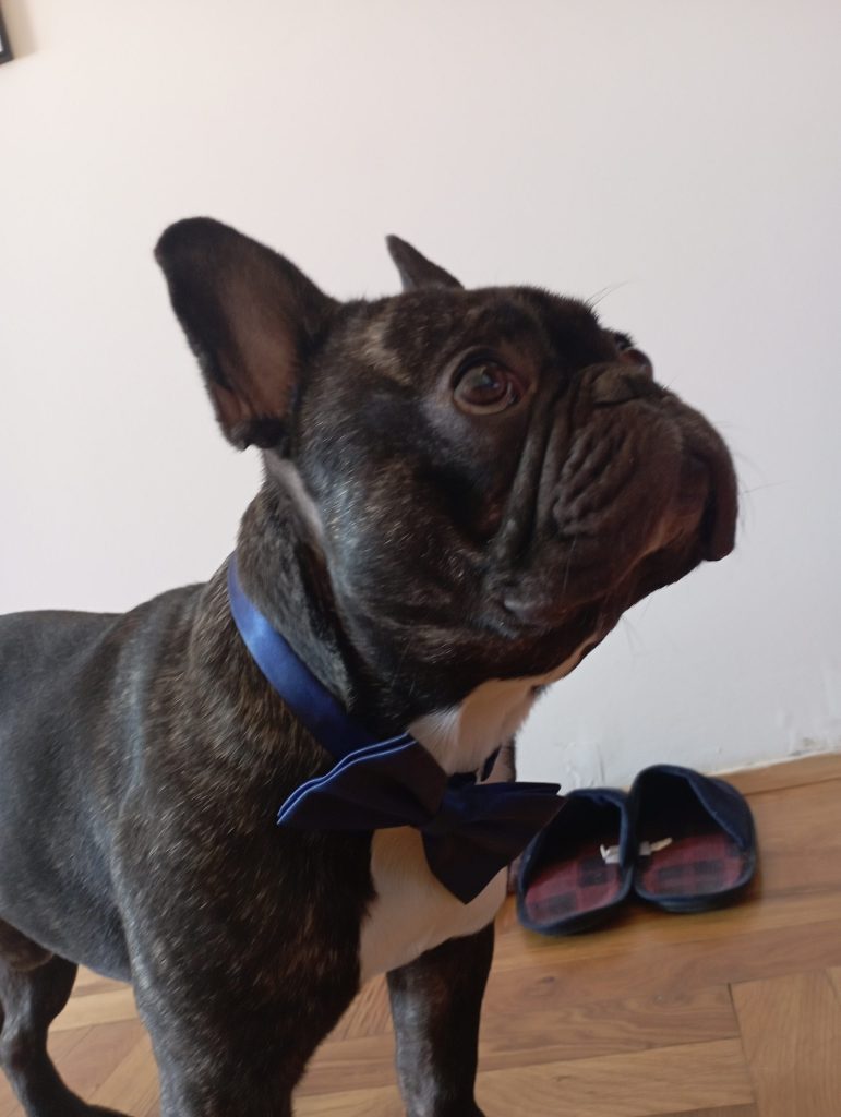 ozzy with the bow