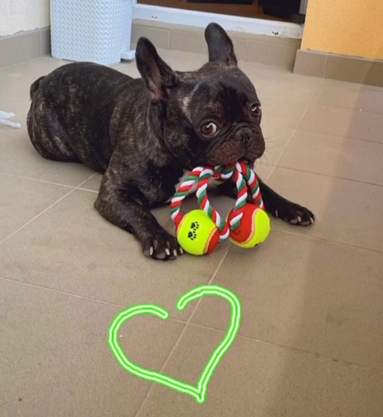 ozzy and toy