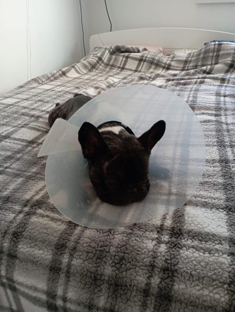 what make my french bulldog sad