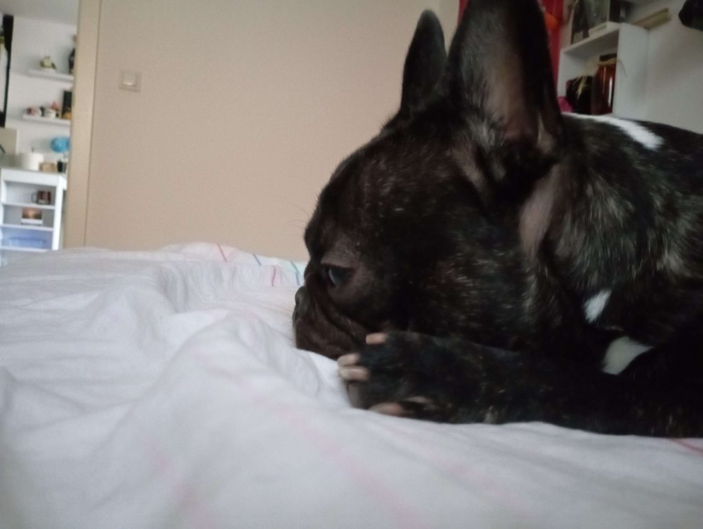doggie on the bed