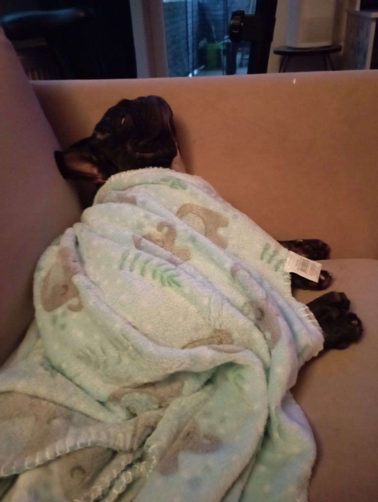ozzy under the blanket