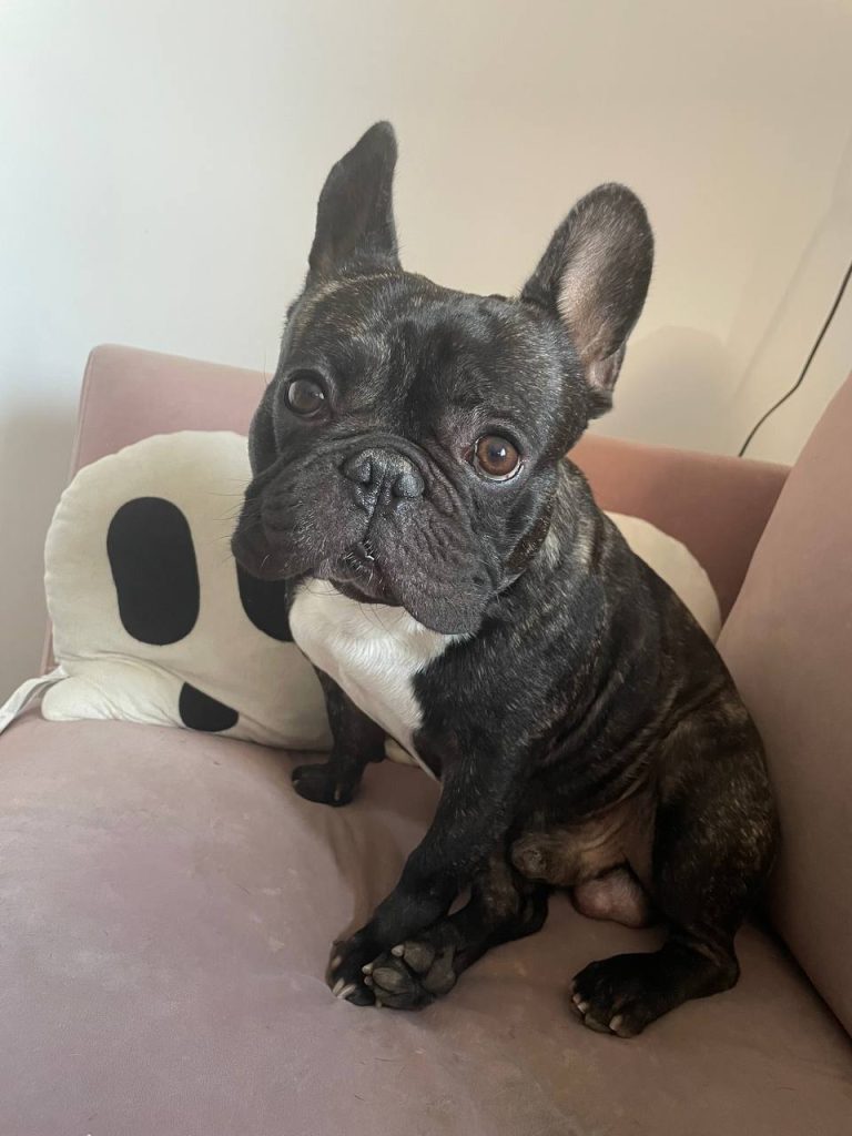 ozzy on the couch