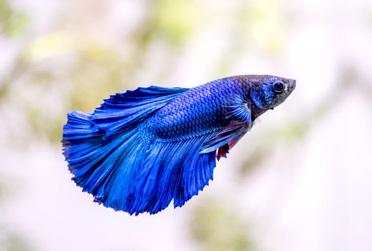 betta