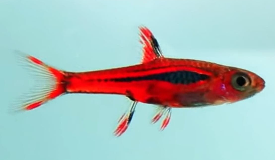 chilli rasboras