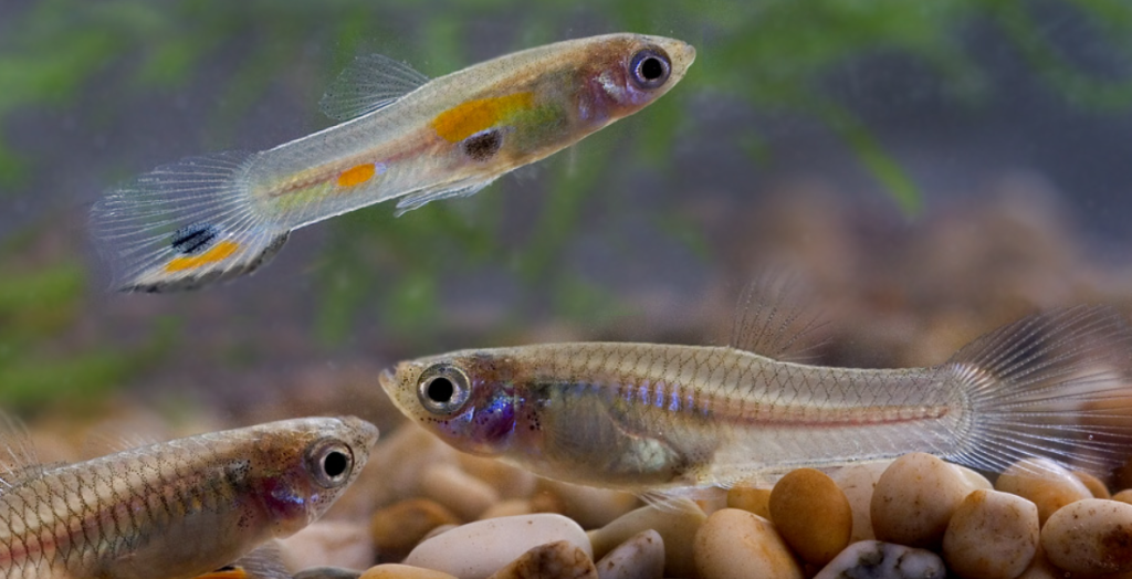 guppies