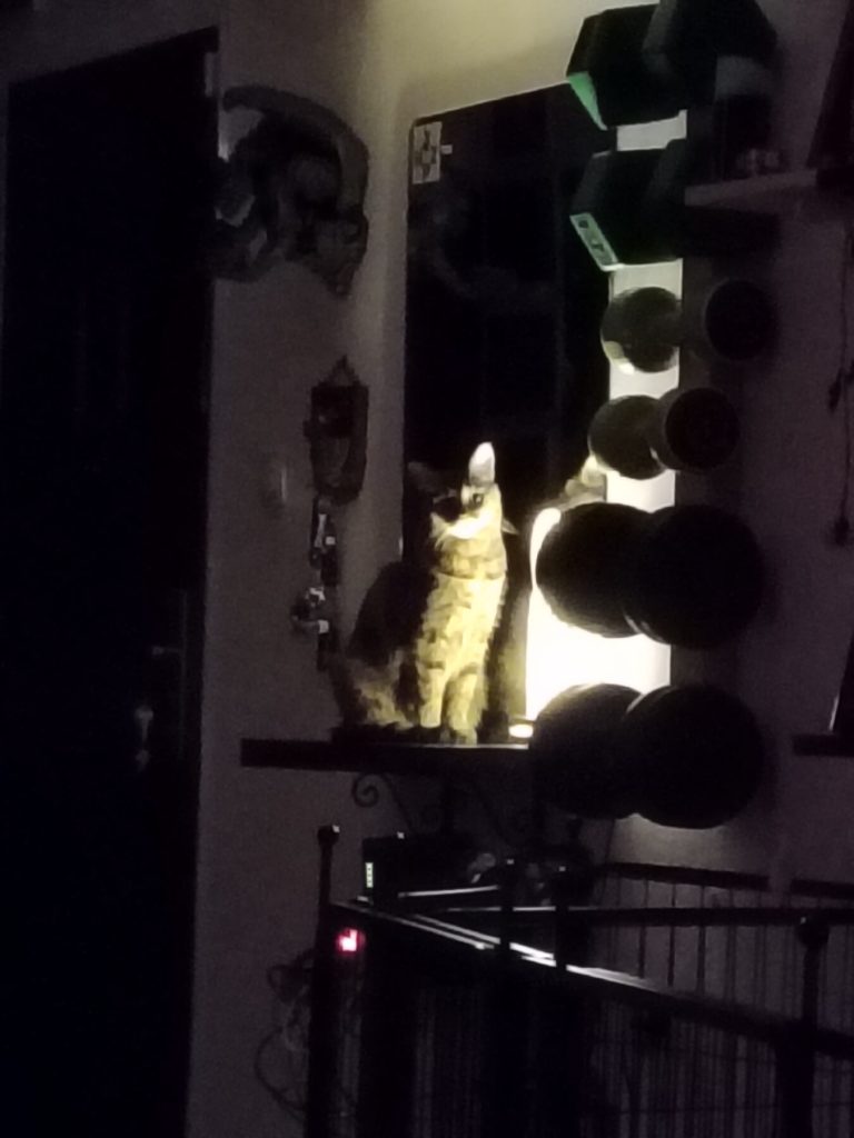 NeMachka in the dark Facts about cats -