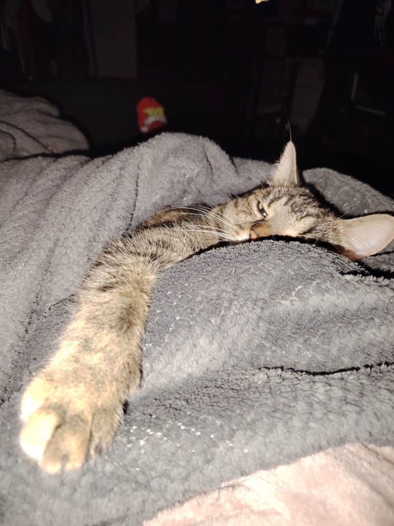 Facts about cats - NeMachka taking a nap with her owner