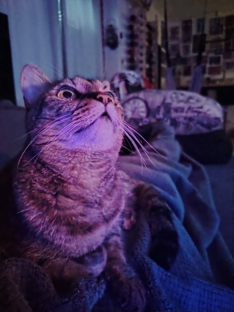 NeMacka looking at her owner