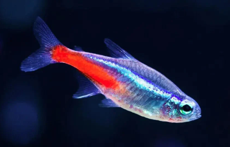 neon tetra