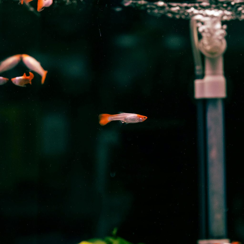Accessories for Fish Tanks