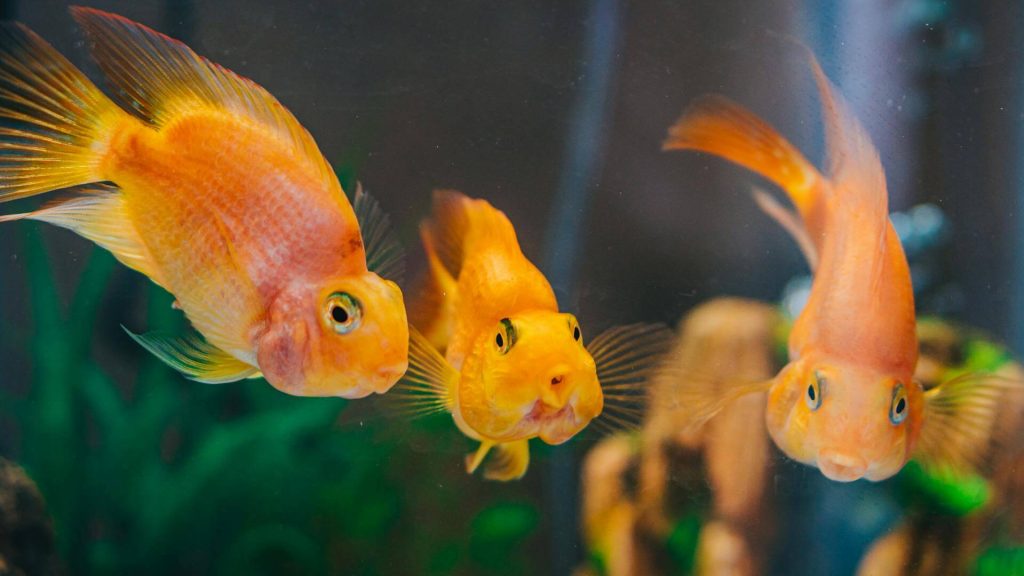 Accessories for Fish Tanks