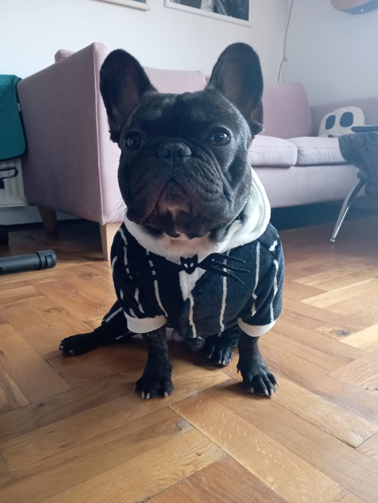 French Bulldog