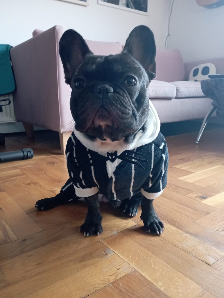 French Bulldog