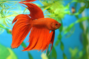 1 fish