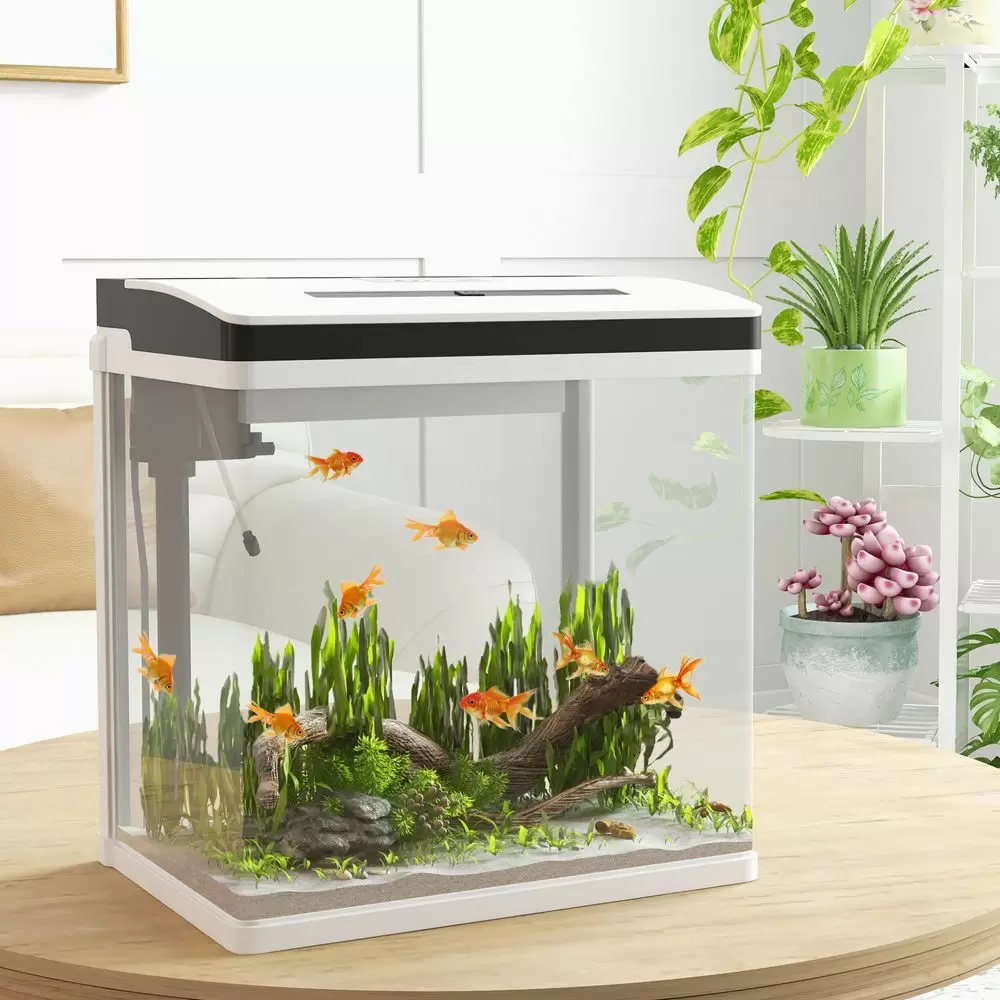 2 fish