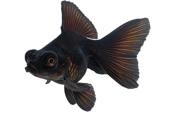 4 fish