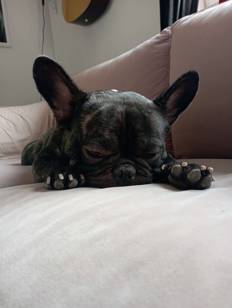 Frenchie sleepy baby