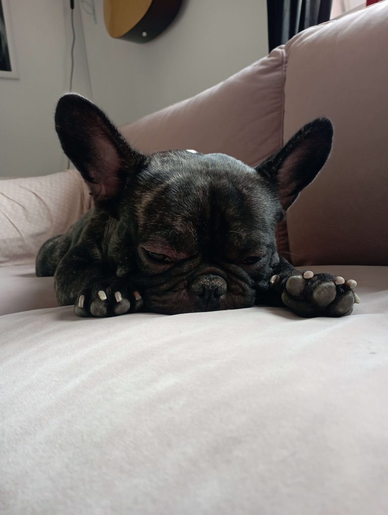 Frenchie sleepy baby