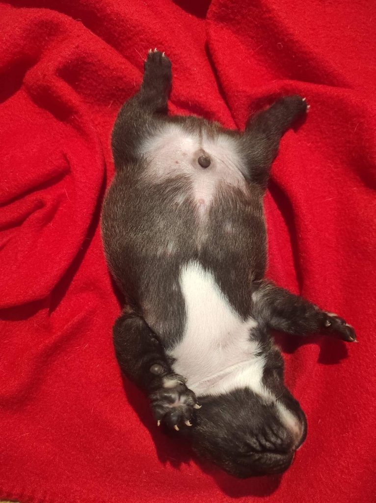 bebe