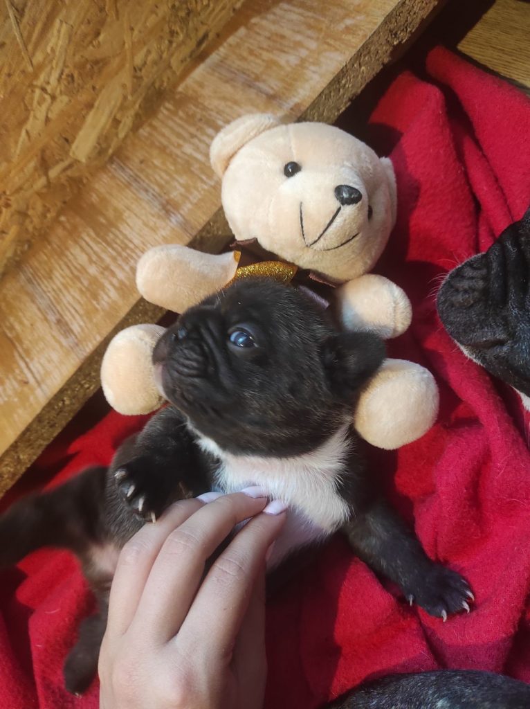 bear