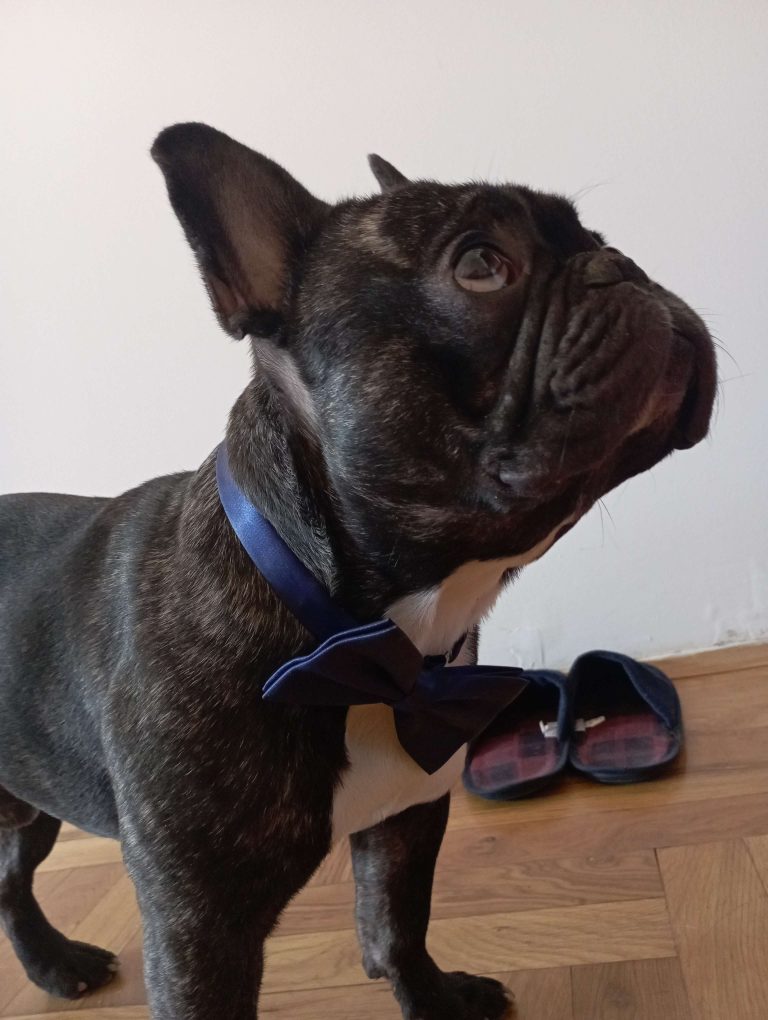 Ozzy boi