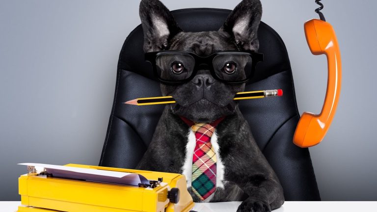 dog-boss-French-Bulldog