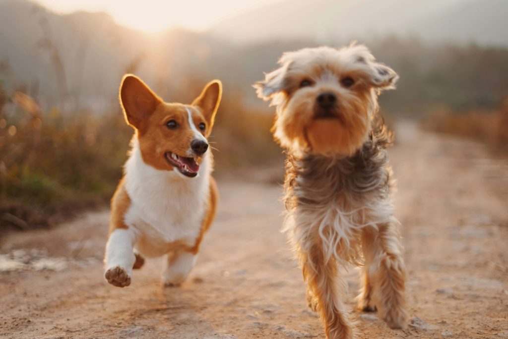 doggies